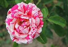 'Papageno' Rosa Papageno 1989.jpg