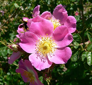 <span class="mw-page-title-main">Rose</span> Genus of plants