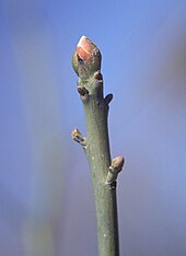 Sassafras twig and terminal bud Sassafras.jpg