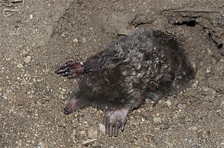 <span class="mw-page-title-main">Townsend's mole</span> Species of mammal