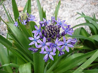 <i>Scilla peruviana</i> Species of flowering plant