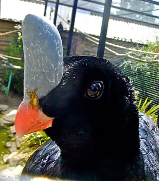 <span class="mw-page-title-main">Horned curassow</span> Species of bird