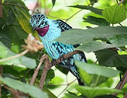 Türkizkotinga (Cotinga cayana)