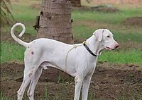 The Raajapalayam Breed.jpg