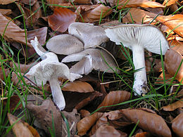 Raibasis baltikas (Tricholoma myomyces)