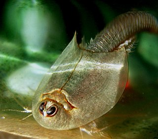 <i>Triops</i> Genus of small crustaceans