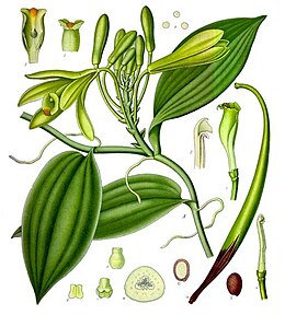 Vanilla planifolia