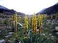 Bestand der Großblütigen Königskerze im Nationalpark Pirin in Bulgarien