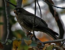 White-eyed Buzzard (Butastur teesa) in Kawal WS, AP W IMG 2038.jpg