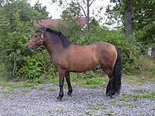 Une photographie en couleurs représentant un petit cheval bai de profil