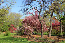 The Ramble in the spring