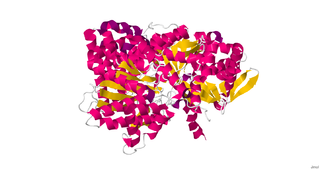 <span class="mw-page-title-main">Myophosphorylase</span> Muscle enzyme involved in glycogen breakdown