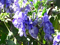 Aconitum hemsleyanum