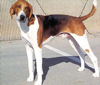 <span class="mw-page-title-main">American Foxhound</span> American hunting dog with keen sense of smell