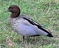 ♂ Royal National Park, Australia