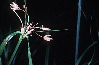 <i>Bolboschoenus fluviatilis</i> Species of flowering plant in the sedge family Cyperaceae