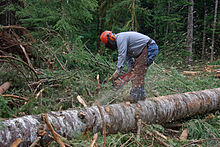 Bucker limbing dead branch stubs with a chainsaw, also known as knot bumping Bucker1.jpg