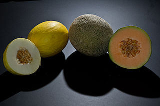 <span class="mw-page-title-main">Melon</span> Type of fruit