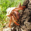 Caribbean hermit crab