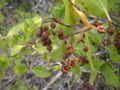 Conocarpus erectus, Florida Keys