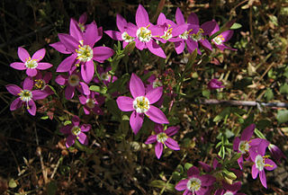 <i>Zeltnera venusta</i> Species of plant