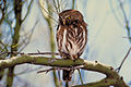 Dwerguil (Glaucidium passerinum)