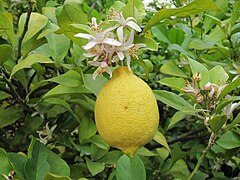 Fruit and flowers.