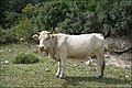 Cow in Israel