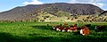 Cows in green field