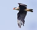 Caracara huppé (Polyborus plancus)