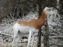 Gazella dama