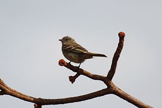 <span class="mw-page-title-main">Plain-crested elaenia</span> Species of bird