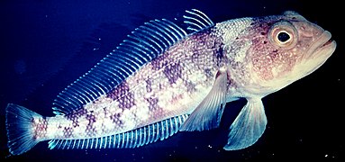 Un « poisson des glaces » Trematomus bernacchii.