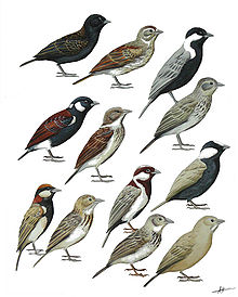 Many sparrow-larks (Eremopterix) were once placed in a genus Pyrrhulauda, causing much confusion in the taxonomy of the unrelated snowfinches Emeropterix.jpg