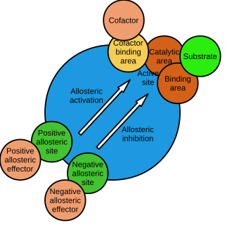 Allosteric regulation Regulation of enzyme activity