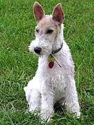 5.1.06 Foxterrier