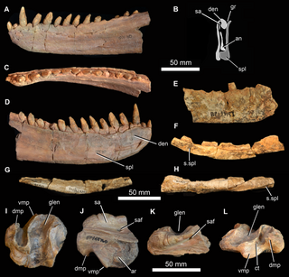 <i>Garjainia</i> Extinct genus of reptiles