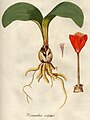 Haemanthus coccineus