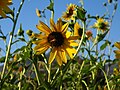 (Helianthus californicus )