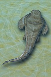 Heterosteus ingens from the Middle Devonian of Estonia Heterosteus ingens.jpg