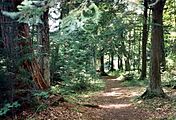 Hidden Lakes Trail in the forest, about 10 miles (16 km) east of Eagle River