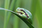 Hyla arborea (Laubfrosch, Jungtier) [D]