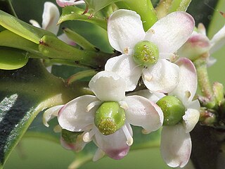 ...while other holly plants only have 'female' flowers that produce ovules