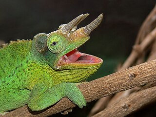 <i>Trioceros</i> Genus of lizards