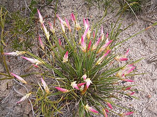 <i>Johnsonia pubescens</i> Species of flowering plant