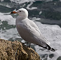 English: Audouin's Gull Ichthyaetus audouinii (cat.)