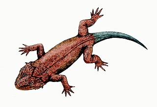 <span class="mw-page-title-main">Lanthanosuchoidea</span> Extinct superfamily of reptiles