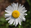 Hvítt oksaeyga (Leucanthemum vulgare)