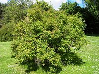 Lonicera orientalis