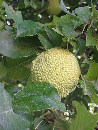 <i>Maclura pomifera</i> Species of plant